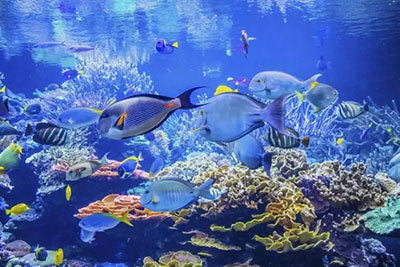Why more and more people choose deep-sea fish