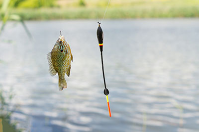 Reactive Bait and Fine Bait