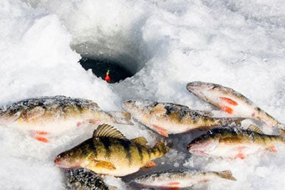 Ice fishing skills